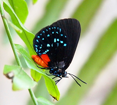 [This butterfly perched on a leaf has black wings. The lower wing has a three curved rows of irridescent light blue dots. There is also a square red section on the lower wing. The front part of the body is black with blue dots which appear to be a darker blue than the ones on the wings. The back half of the body is red-orange. The antennae are black and it appears the butterfly may have a forked tongue--or perhaps these are some type of short feelers.]